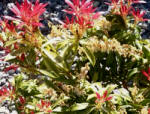 Variegated foliage of Pieris - with red shoots